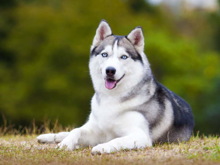4 características do cachorro da raça husky siberiano 