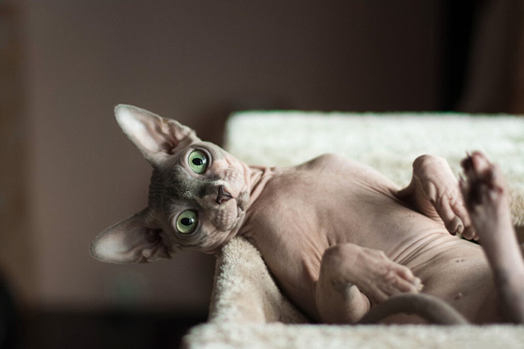 Gato da raça sphynx deitado olhando para a foto