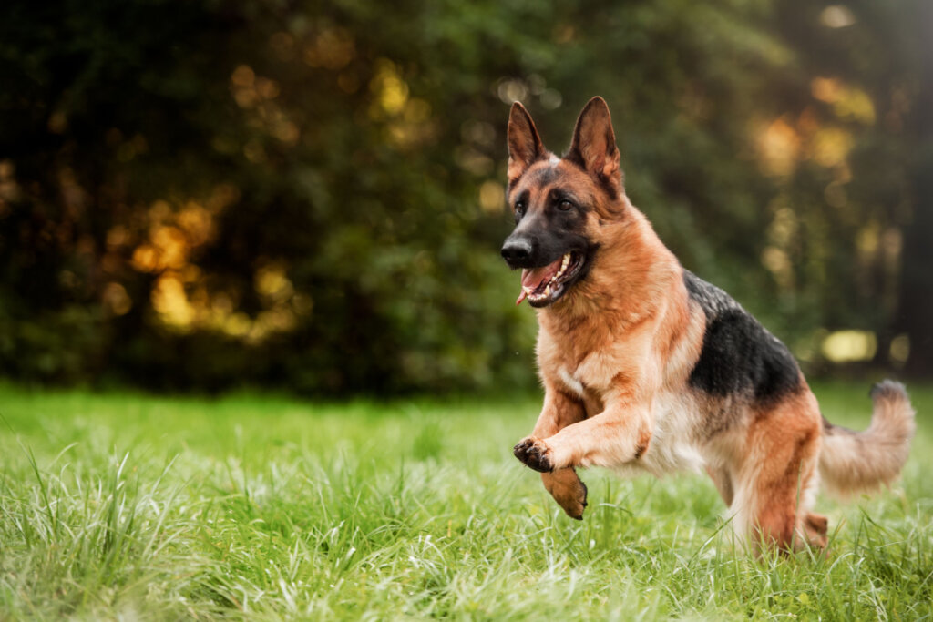 Cachorro da raça pastor alemão correndo em um campo com gramado
