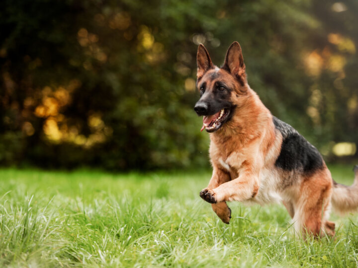 8 curiosidades sobre o cachorro pastor alemão 