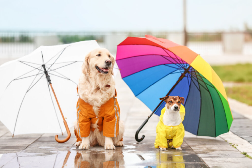 Dois cachorros com capa de chuva sentados debaixo de guarda-chuva