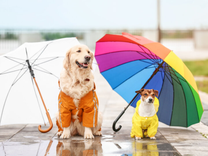 10 cuidados ao passear com o cachorro em dias de chuva