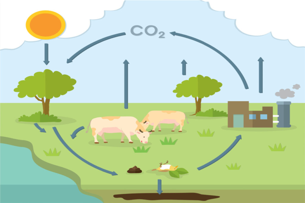 Ilustração do ciclo do carbono 