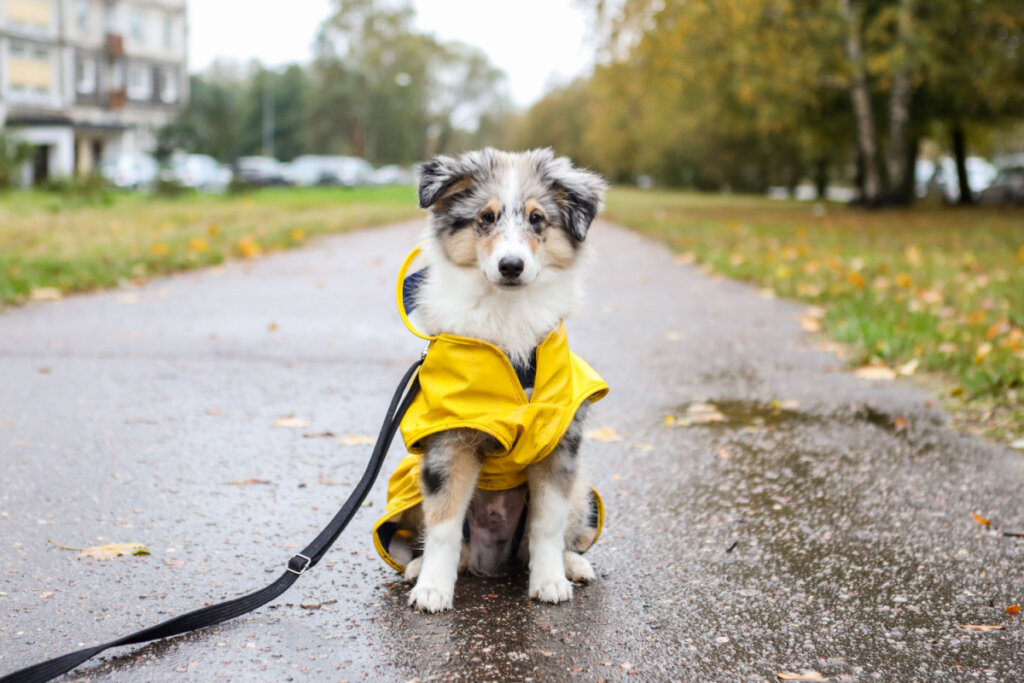 Filhote de cachorro com capa de chuva amarela sentado na rua 