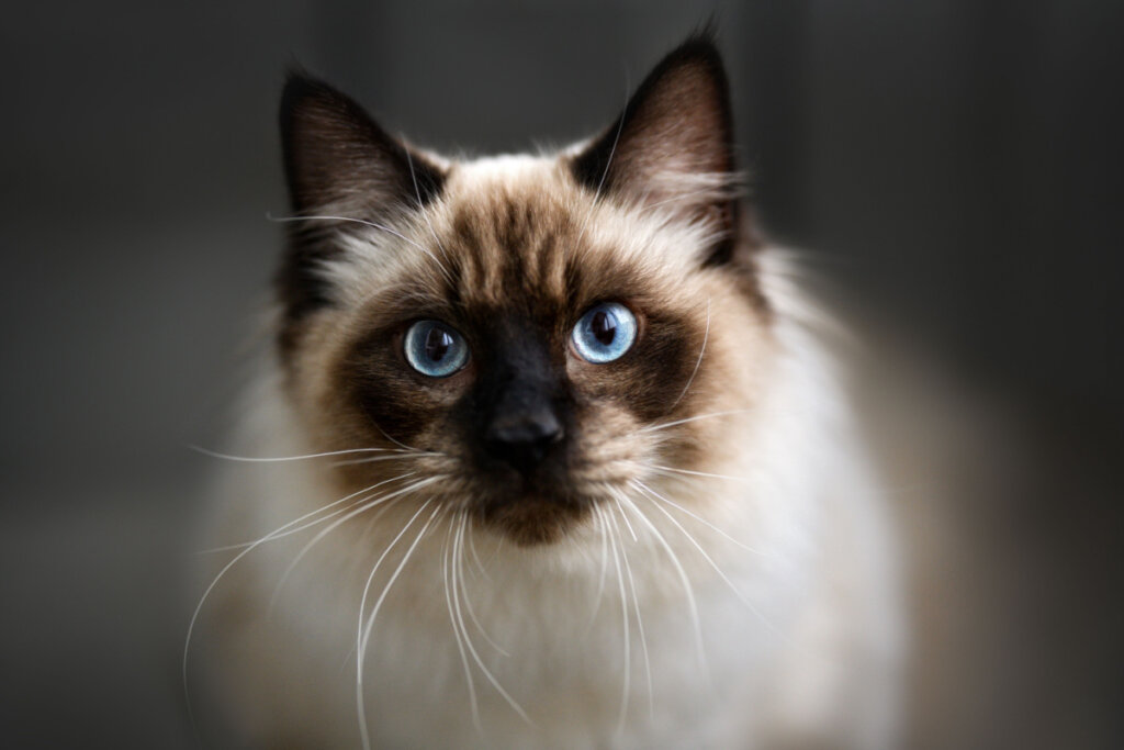 Gato com pelagem branca e preta e olhos azuis no fundo preto