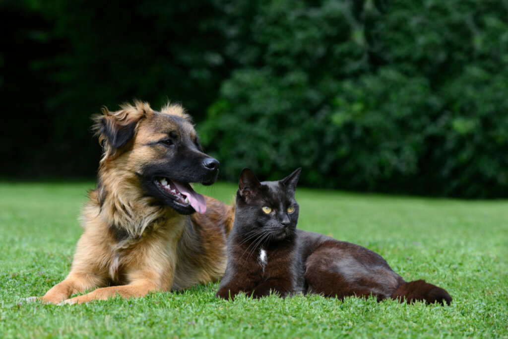 Cachorro e gato deitados lado a lado em um gramado verde