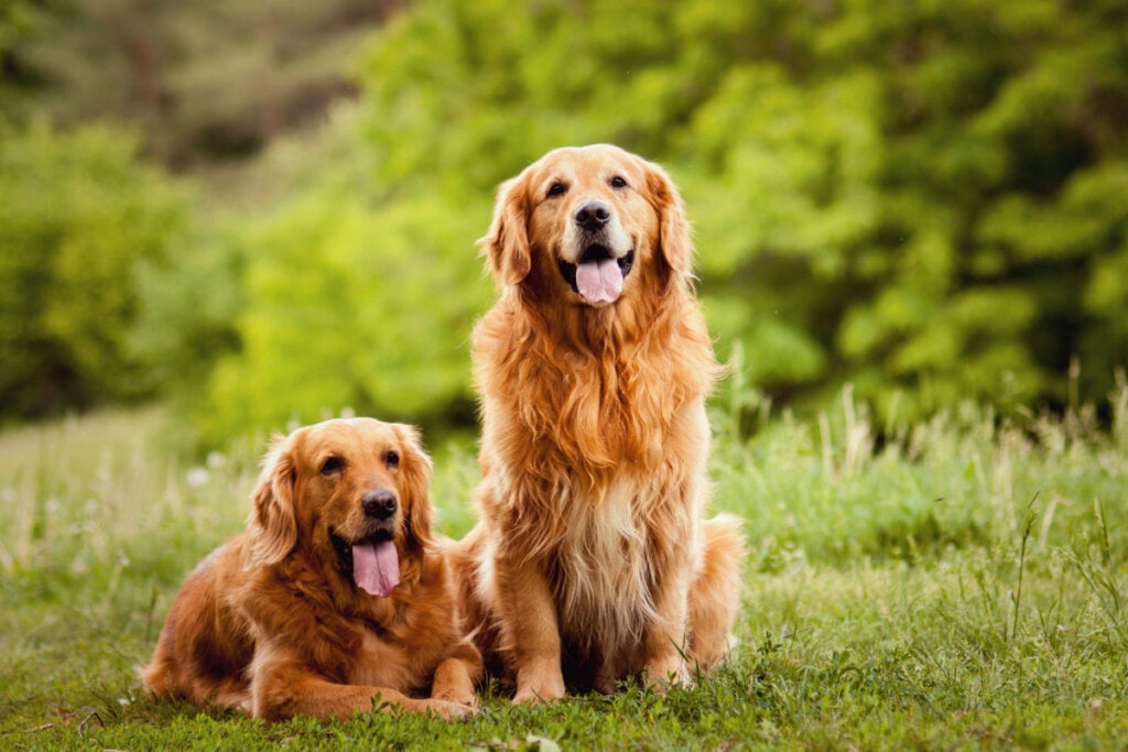 Dois cachorros golden na grama