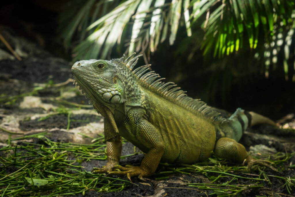 Iguana verde em meio à floresta