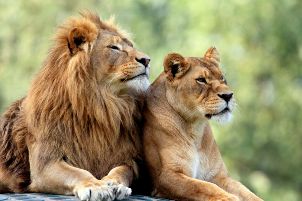 leão e leoa deitados juntos na natureza