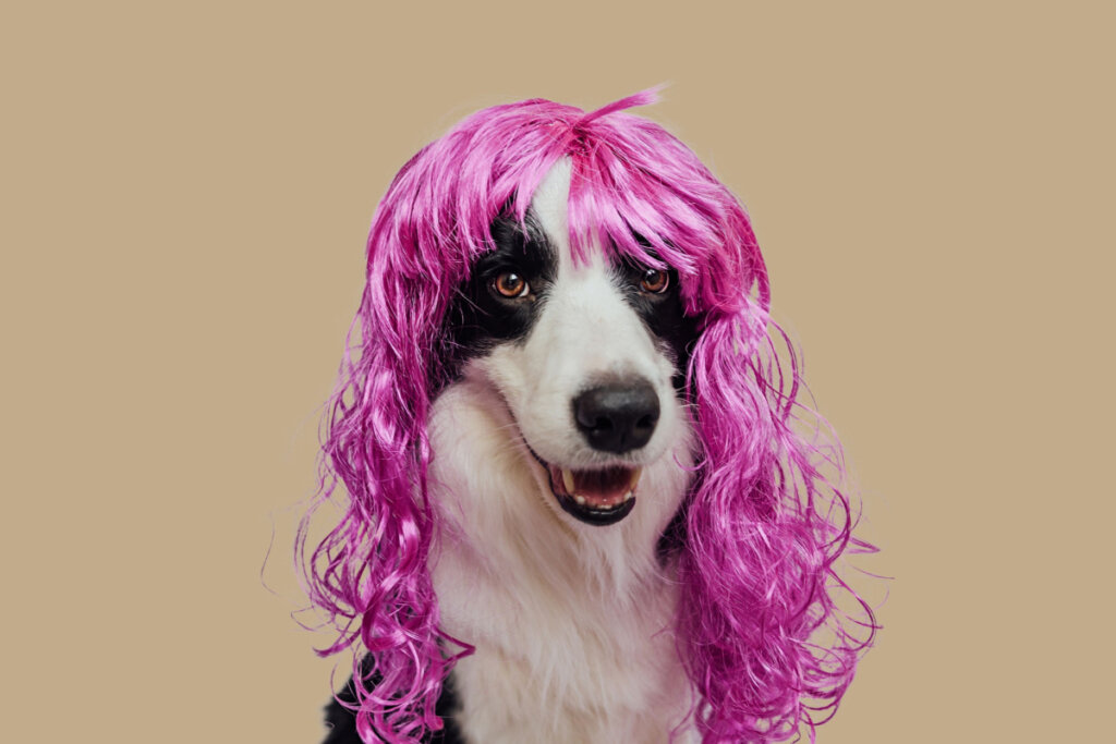 Cachorro branco com manchas pretas usando uma peruca rosa