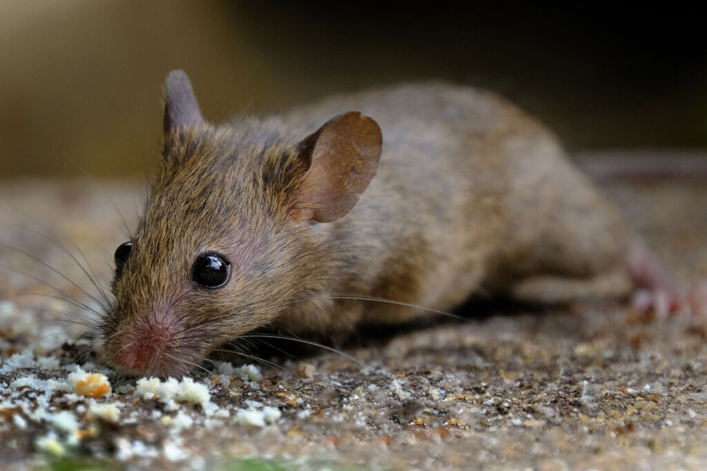 Rato marrom no chão comendo migalhas 