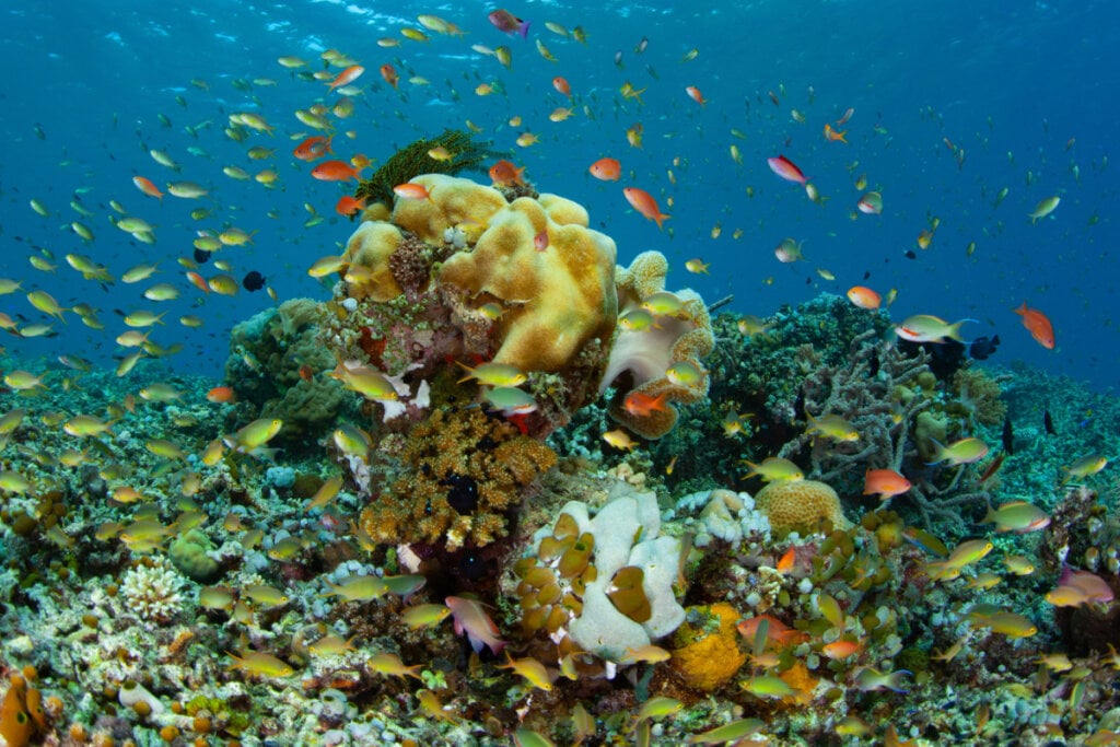 Coral e vida marinha abundante ao redor, como peixes