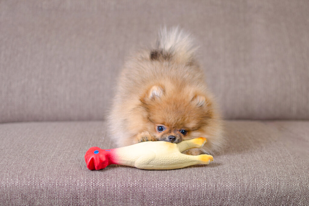 Cachorro Lulu da Pomerânia brincando com um brinquedo em forma de galo