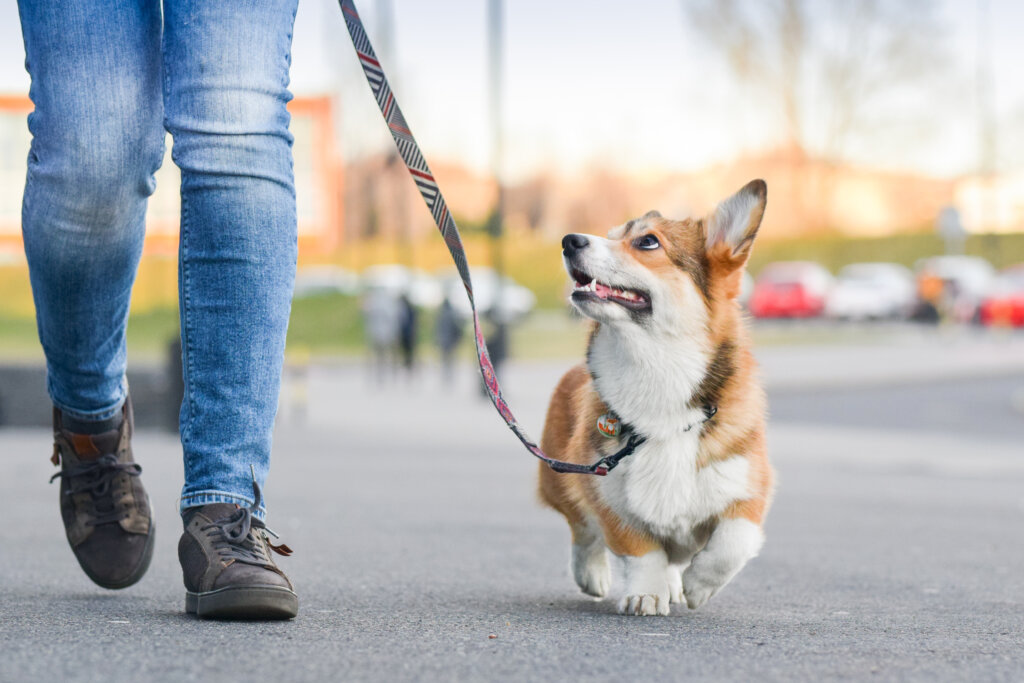 Cachorro corgi na coleira passeando na rua com pessoa ao lado 