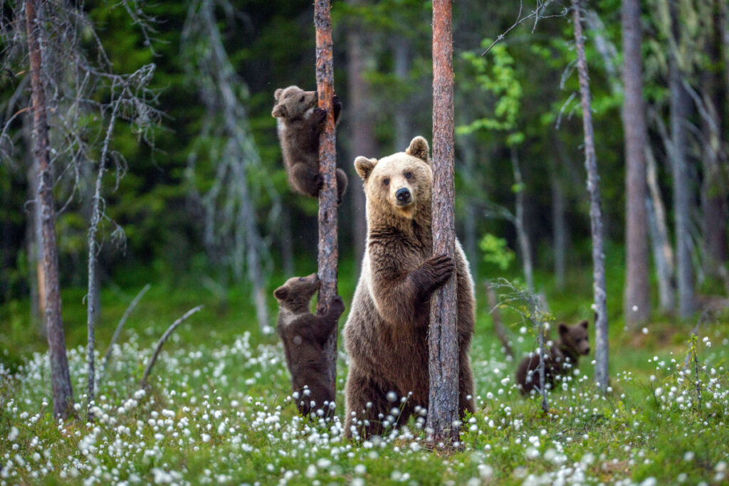 Urso na floresta com dois filhotes subindo em uma árvore