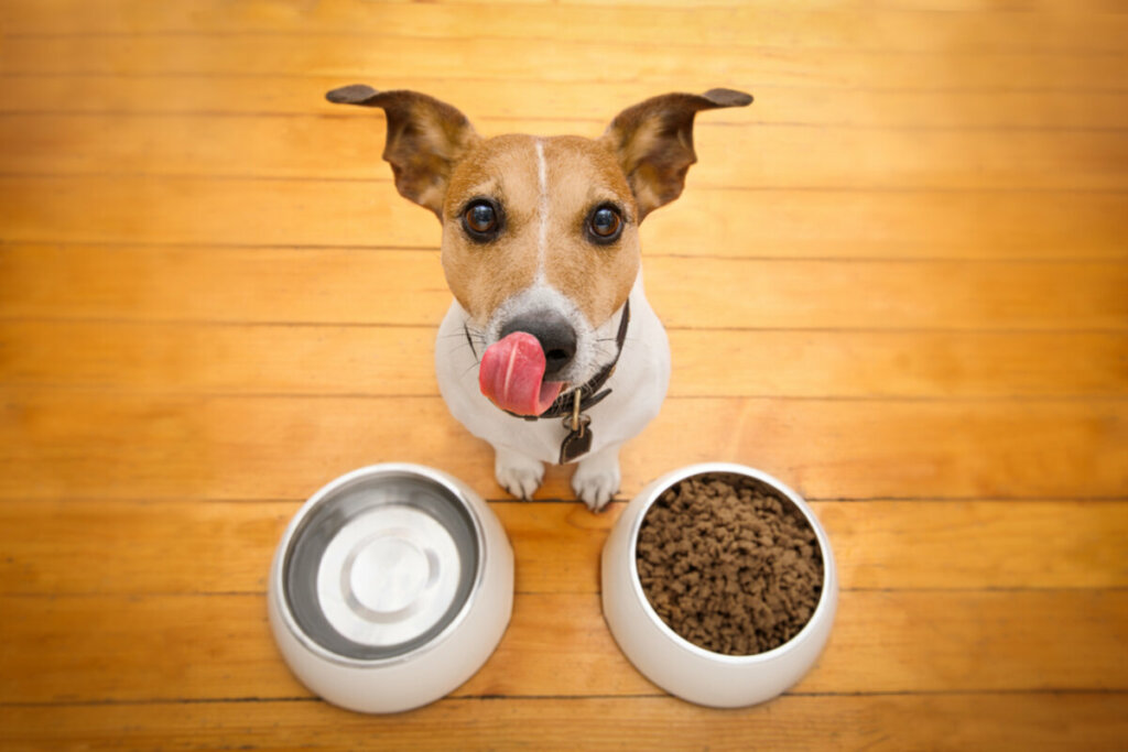 Cachorro atrás de tigela de comida e lambendo com língua