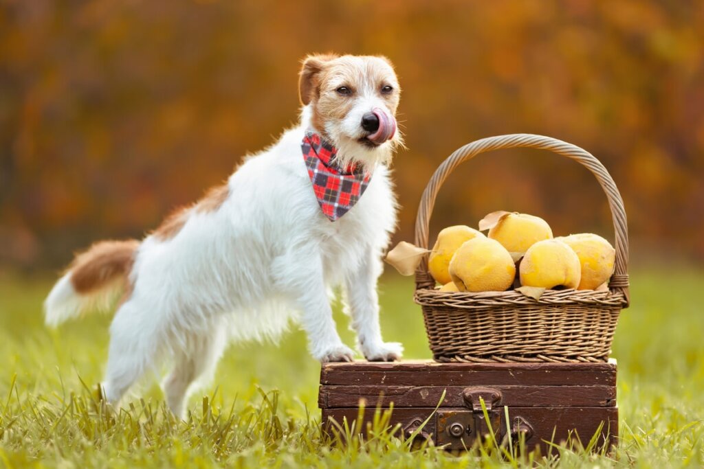 Cachorro em um parque olhando para cesta de frutas