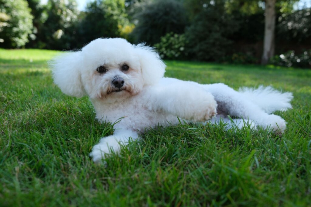 Cachorro branco e peludo deitado na grama 