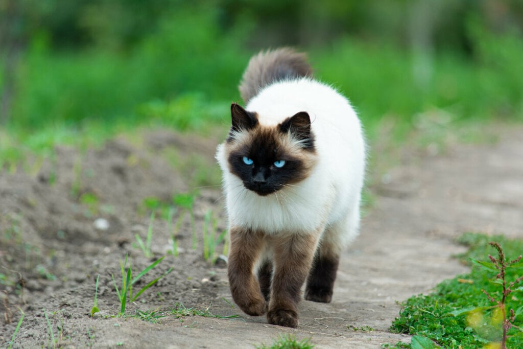 Gato himalaio andando em um parque