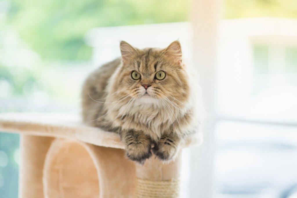 Gato persa sentado em uma torre para gatos