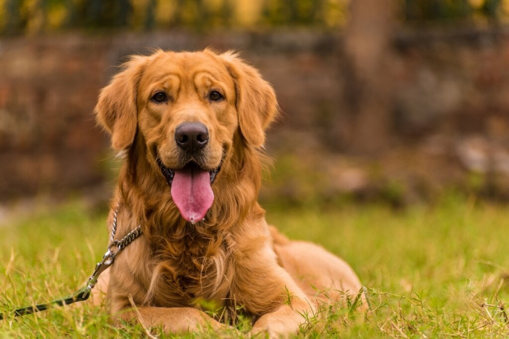 Golden retriever sentado