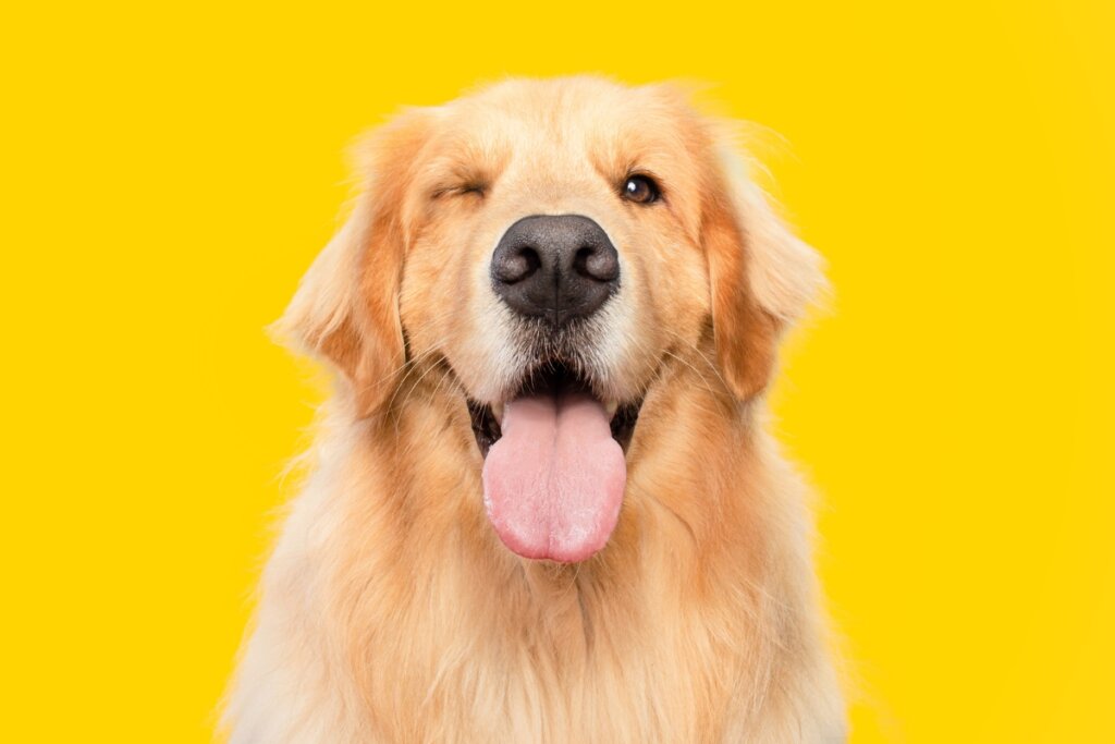 Cachorro da raça golden retriever sorrindo e piscando o olho