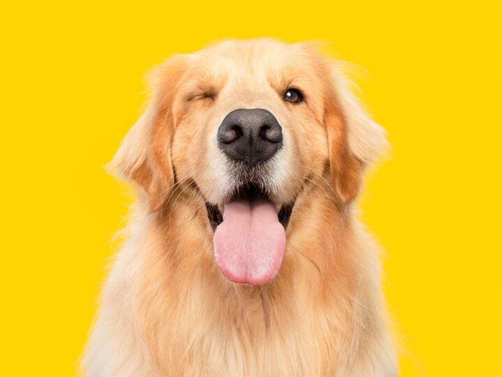 10 curiosidades sobre o cachorro golden retriever