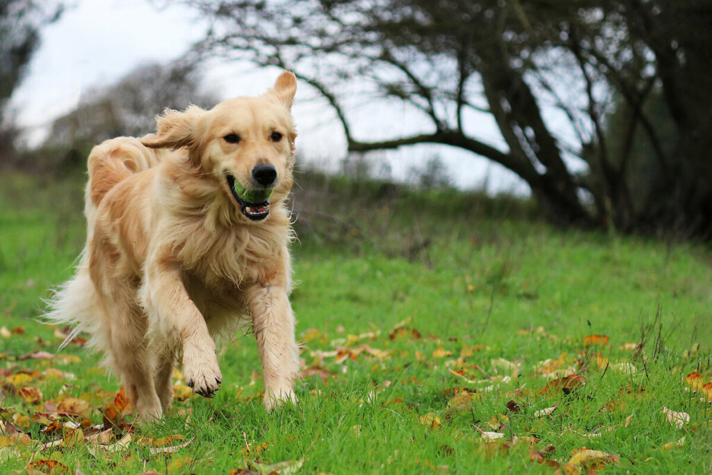 Cachorro da raça golden retriever correndo com uma bola na boca em um parque 