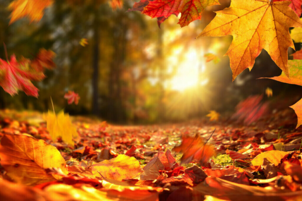 Folhas de outono caindo com luz de fundo vibrante do sol poente