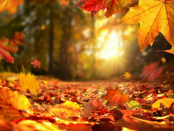 3 rituais de outono para ter prosperidade