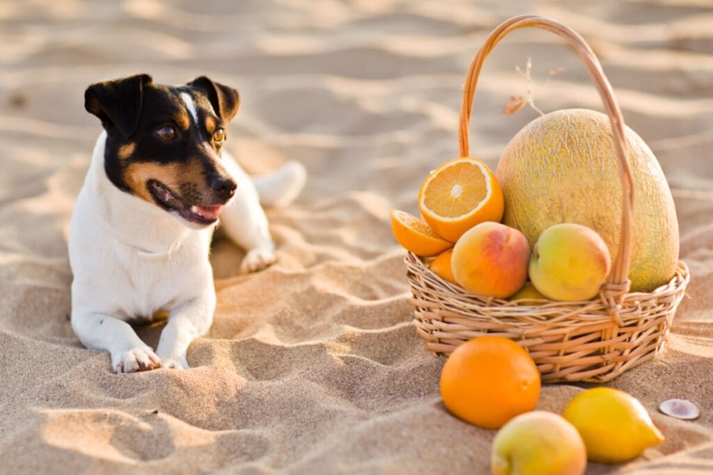Cachorro deitado na areia com uma cesta de laranjas do lado