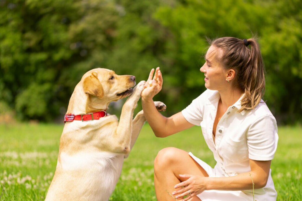 Mulher fazendo hi-five com um cachorro em um parque