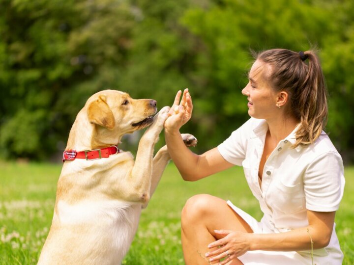 9 erros para evitar na hora de educar o cachorro