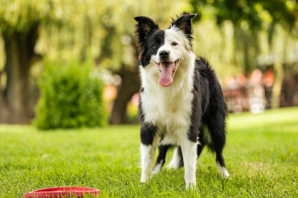 Cachorro border collie em pé em grama