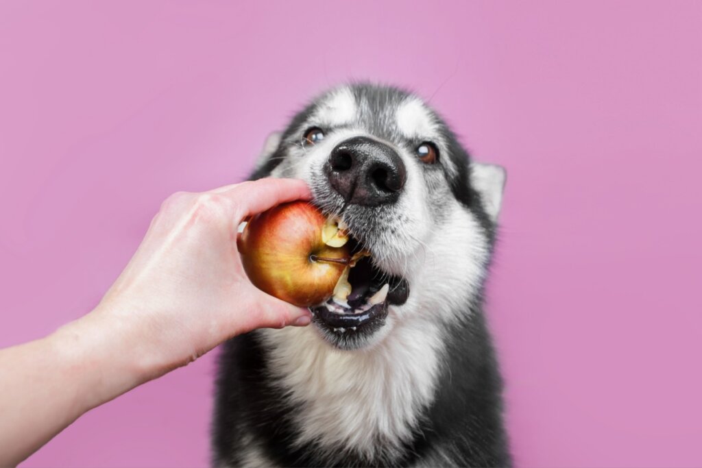 Cachorro cinza e branco mordendo maçã na mão de humano