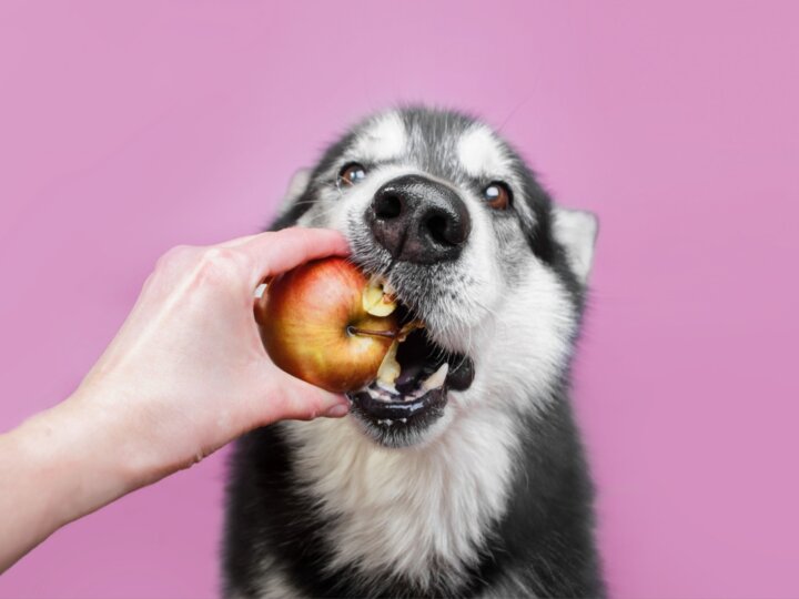 8 frutas que os cachorros podem comer