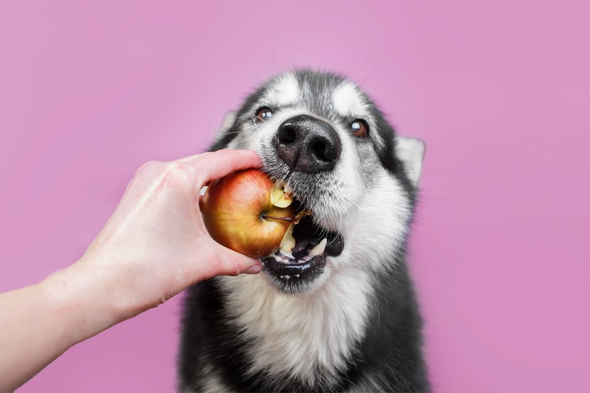 As frutas são opções de alimentos saudáveis tanto para os seres humanos como para os cães. Veja opções para oferecer ao cachorro!