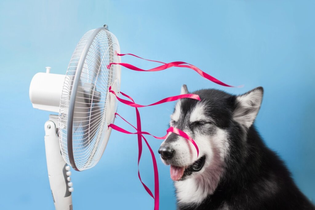 cachorro idoso sentado em frente ao ventilador com um fundo azul