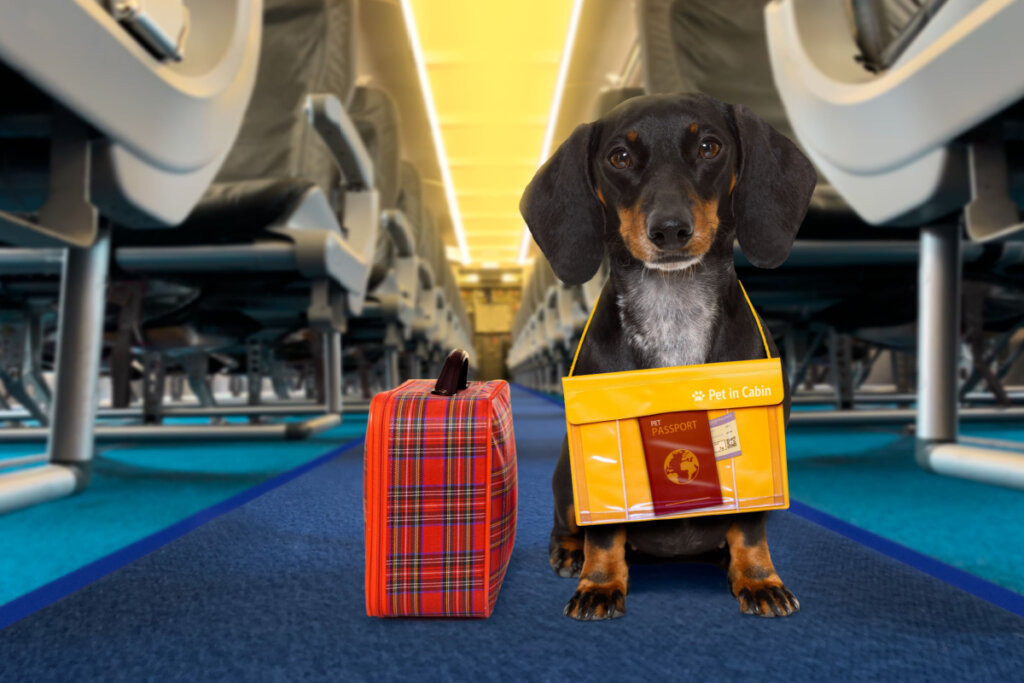 Cachorro da raça salsicha dentro do avião ao lado de uma mala e com uma placa de identificação