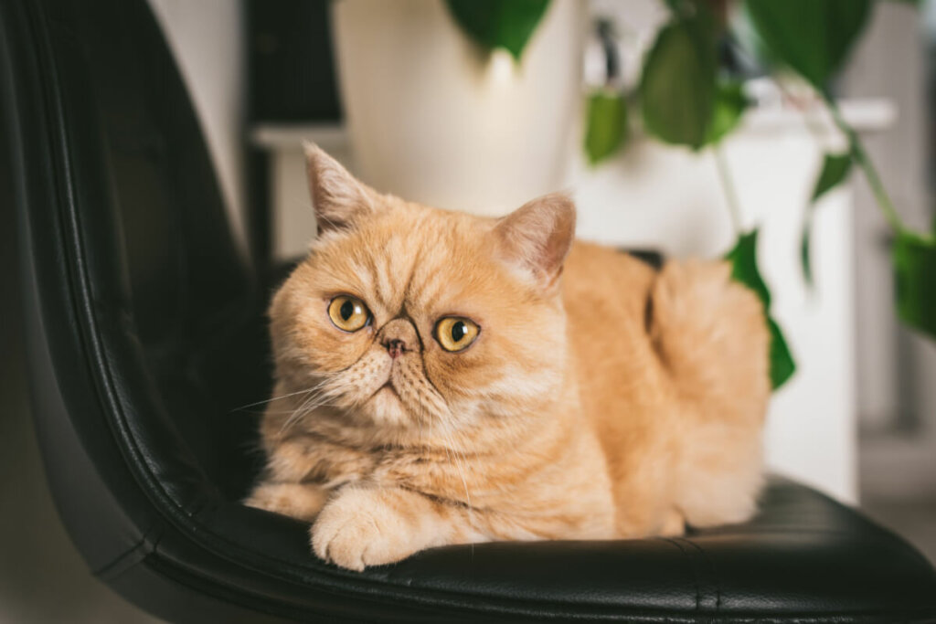 Gato da raça exótica deitado em uma cadeira olhando para frente.