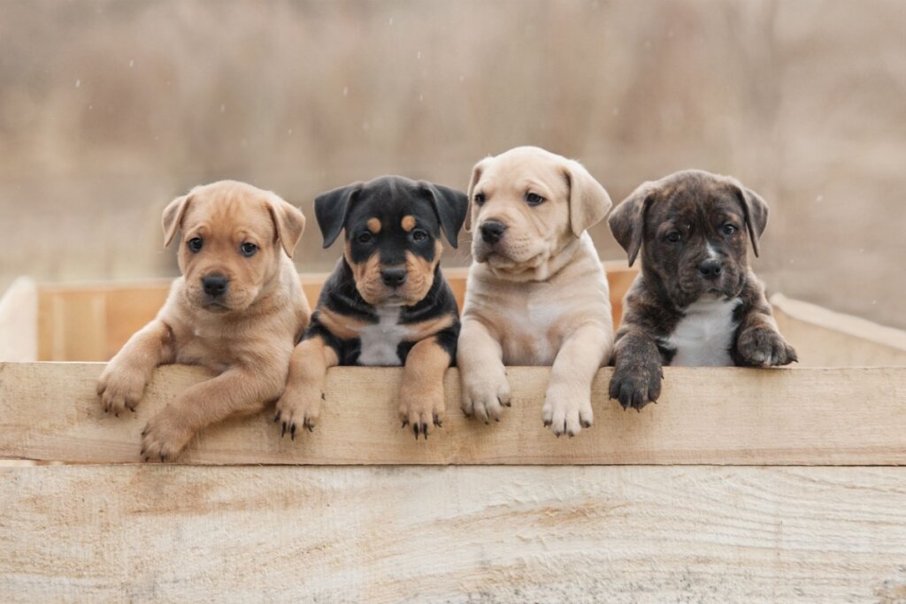 4 cachorrinhos filhotes dentro de uma caixa de madeira.