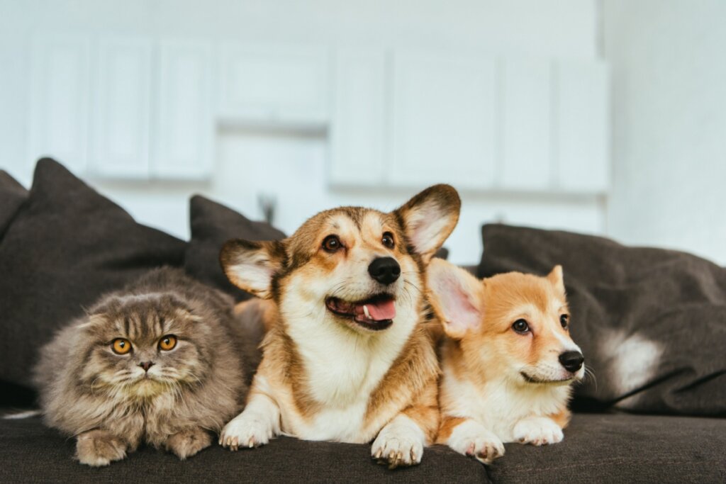 Gato peludo e dois cachorros corgi em sofá escuro