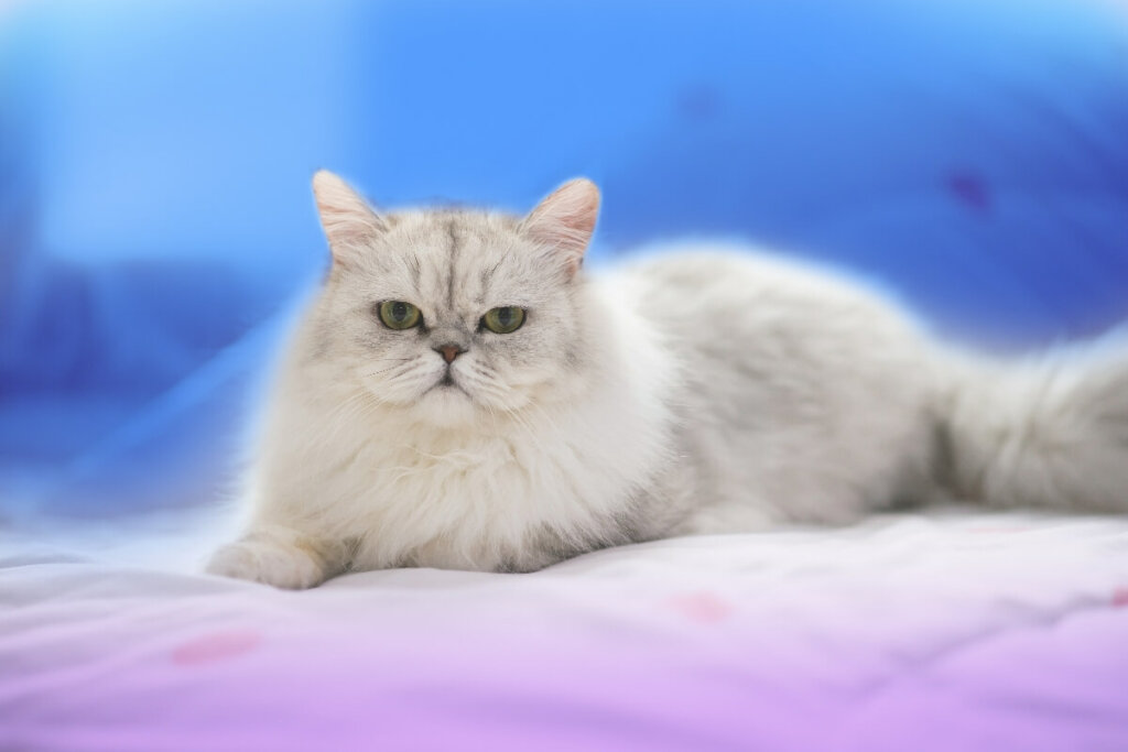 Gato persa deitado em uma superfície lilás com fundo azul.