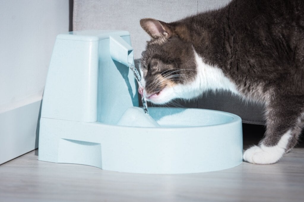 Gato branco e cinza tomando água em fonte azul