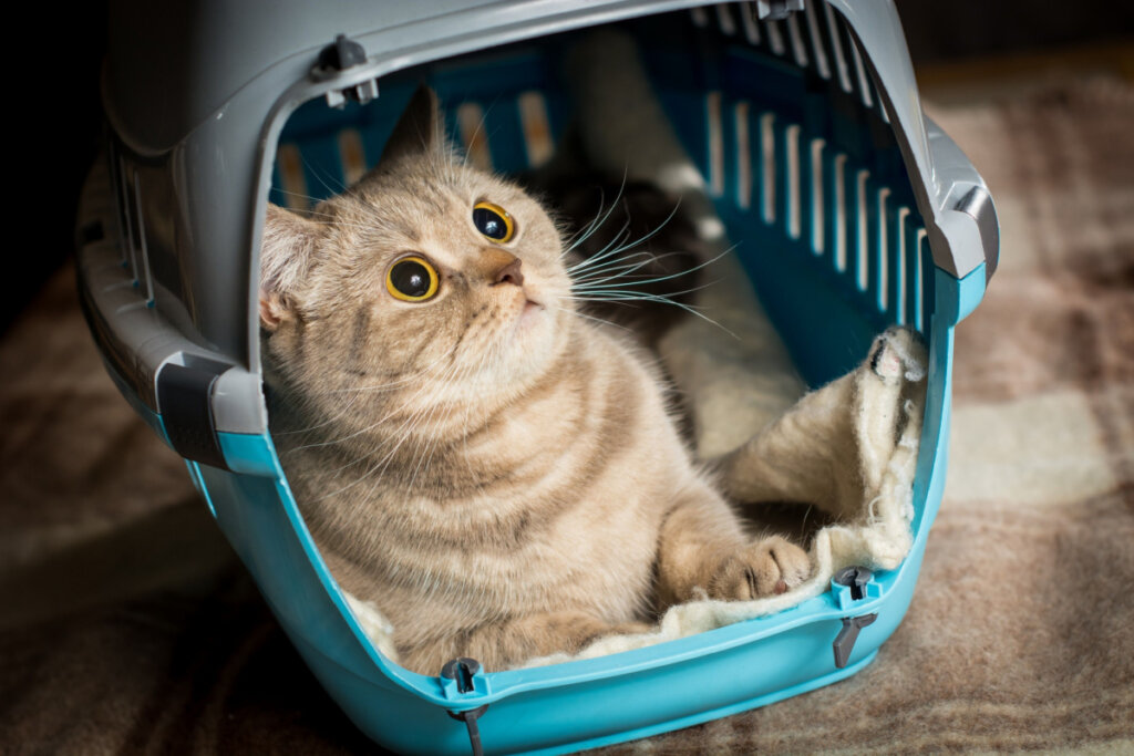 Gato bege em uma caixa de transporte azul e cinza