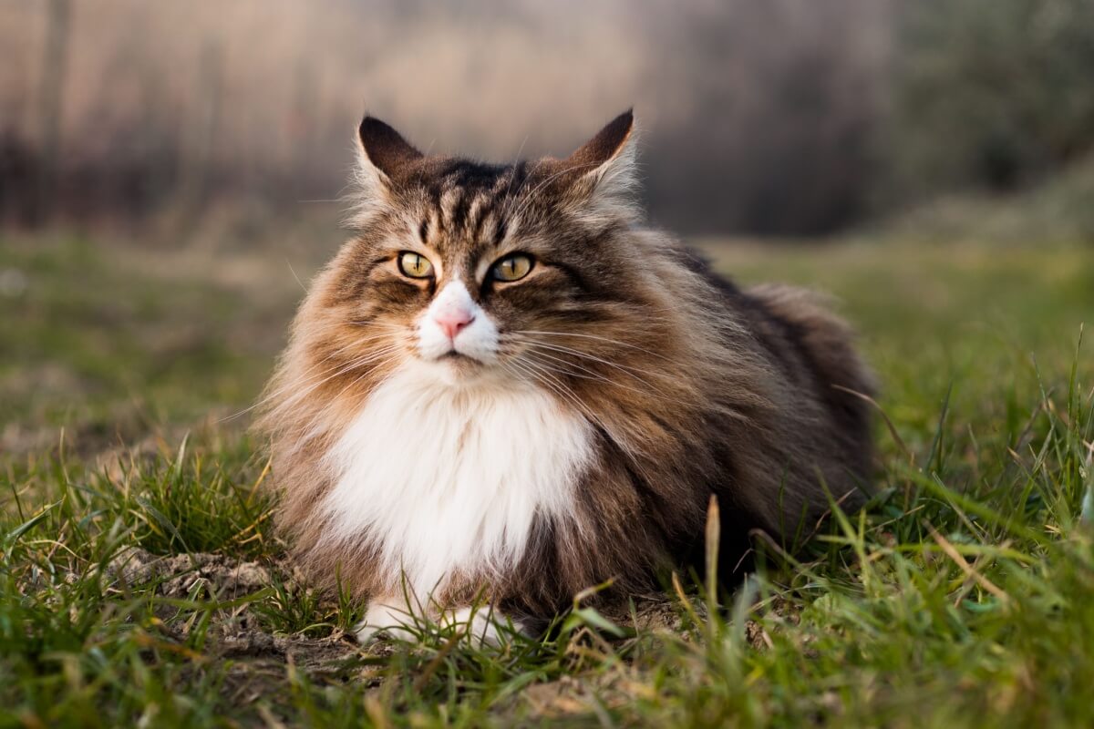 4 características do gato da raça norueguês da floresta 