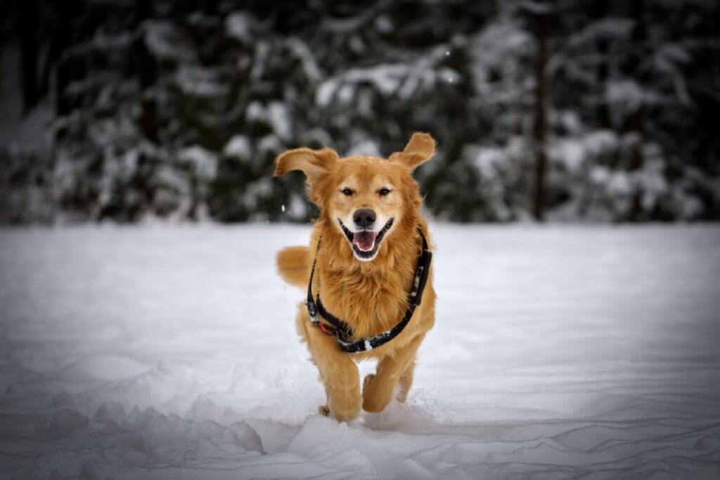 golden retriever canadense correndo na neve 