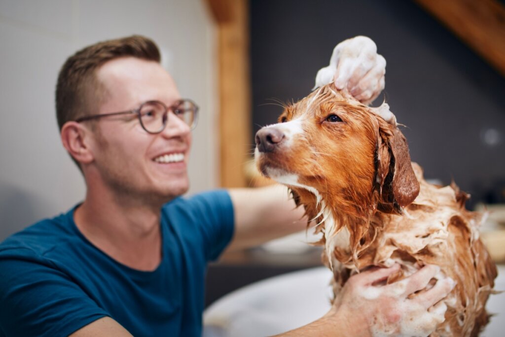 Homem de camiseta azul dando banho em cachorro marrom