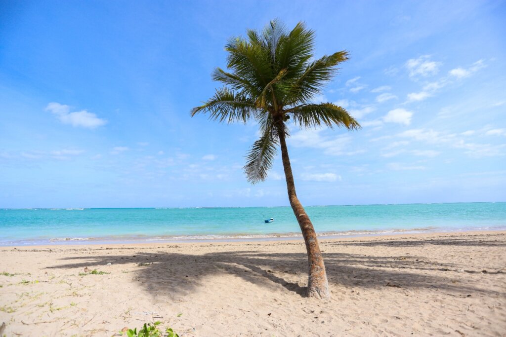 Praia com areia fofa, um coqueiro, céu e mar azuis