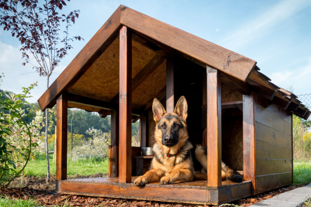 Schwarz-brauner Deutscher Schäferhund liegt in einem Holzhaus